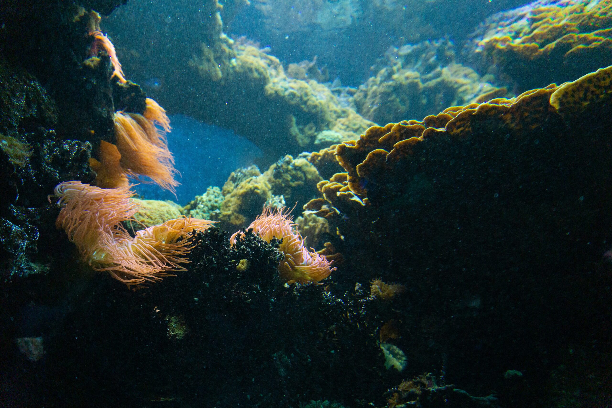 max-sysoev-8vnei_Y6h6E-unsplash